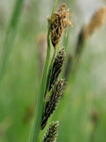 Sweet Vernal-grass (Anthox. odoratum) Plant