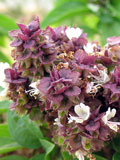 Basil, Wild (Clinopodium vulgare) Seeds