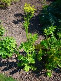 Parsnip, Wild (Pastinaca sativa) Seeds