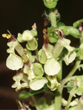 Sage, Wood (Teucrium scorodonia) Plant